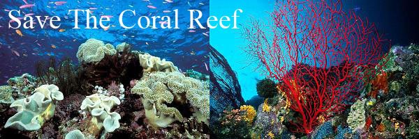 Coral Reefs - Pangkor Island Malaysia